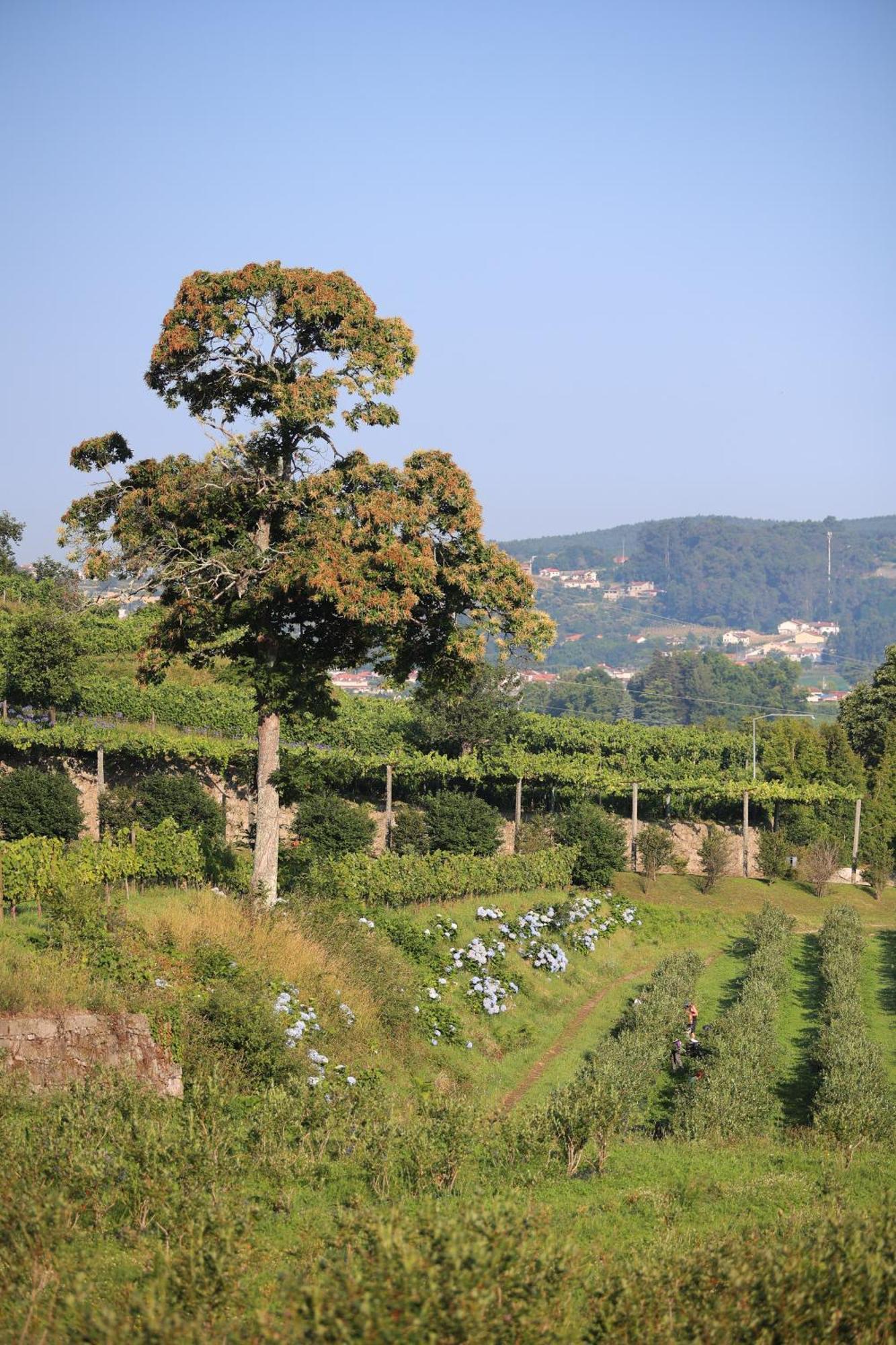Quinta Das Piramides - O Comendador Vila Nova de Famalicão Esterno foto